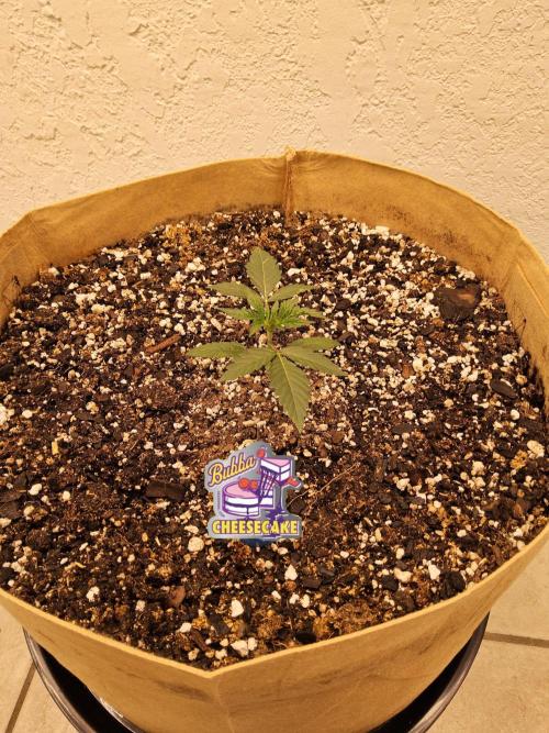 Bubba Seedsman. Week 1