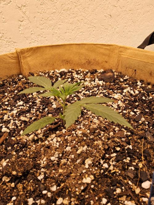 Bubba Seedsman. Week 1