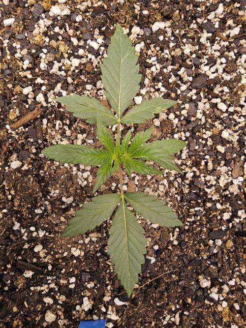 Bubba Seedsman. Week 1