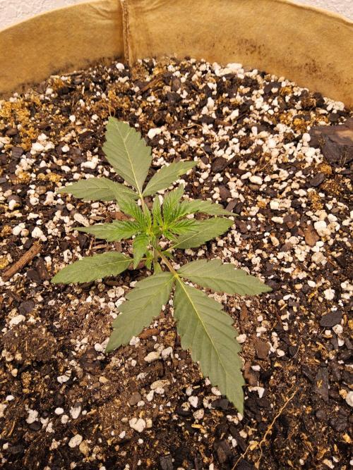 Bubba Seedsman. Week 1
