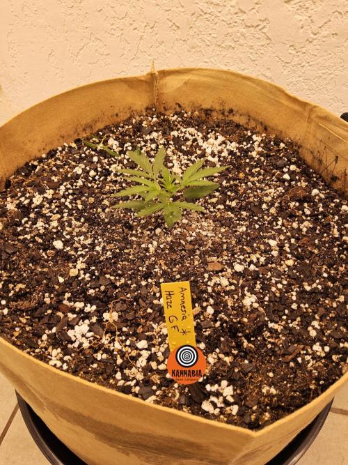 Amnesia go fast. Week 1