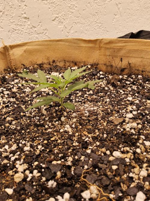 Amnesia go fast. Week 1