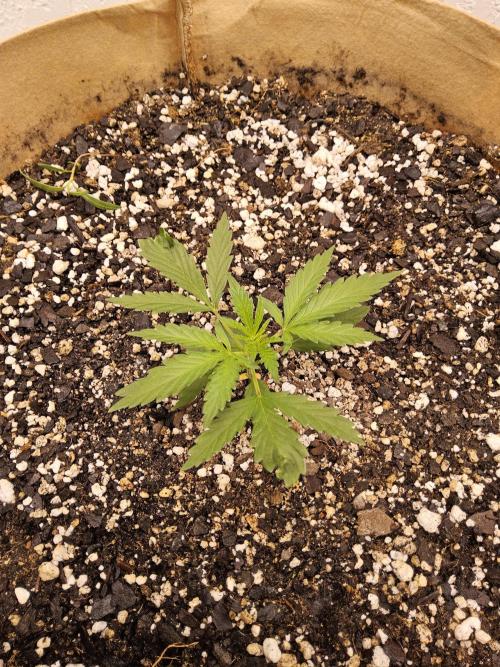 Amnesia go fast. Week 1