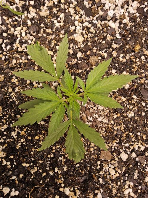 Amnesia go fast. Week 1