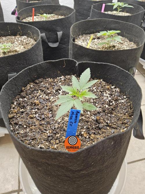 Amnesia go fast. Week 1