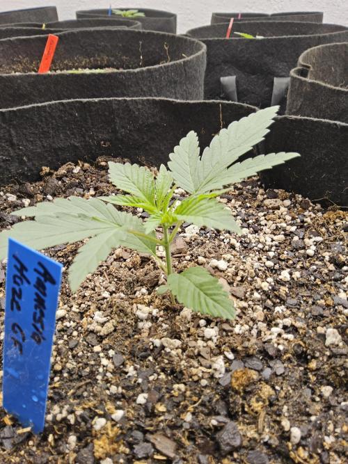 Amnesia go fast. Week 1
