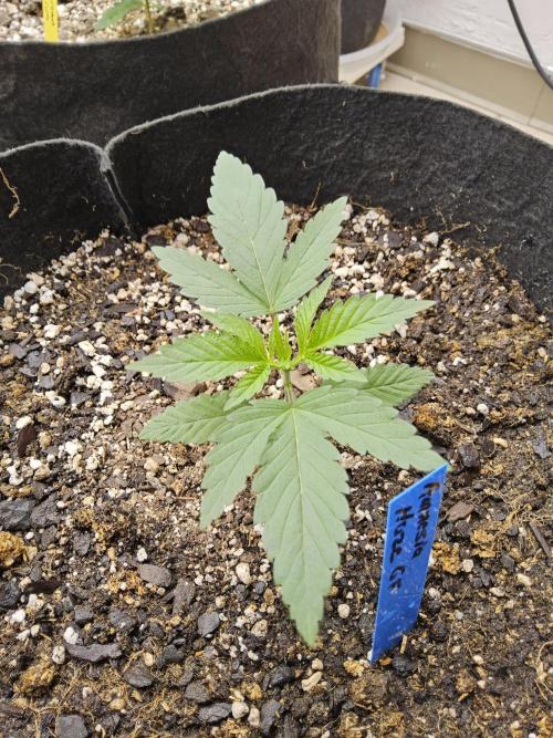 Amnesia go fast. Week 1