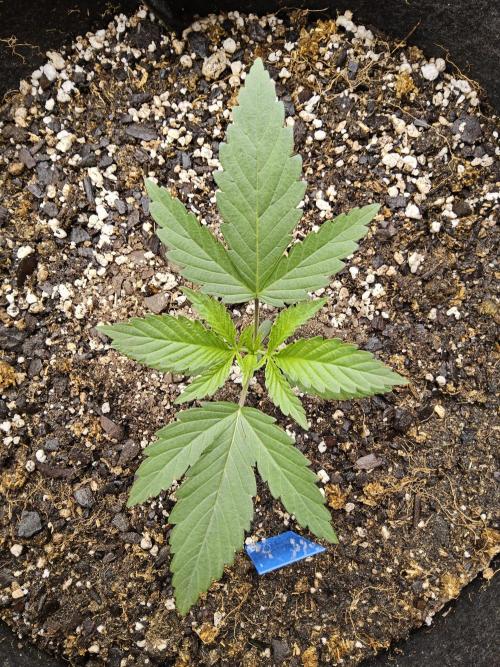 Amnesia go fast. Week 1