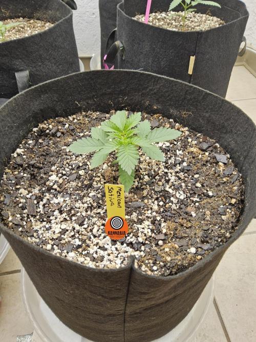 Mexican Sativa. Week 1
