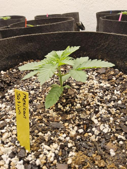 Mexican Sativa. Week 1