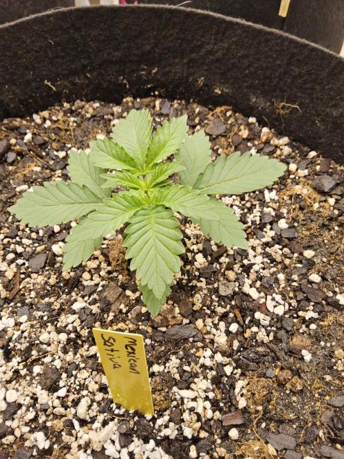 Mexican Sativa. Week 1