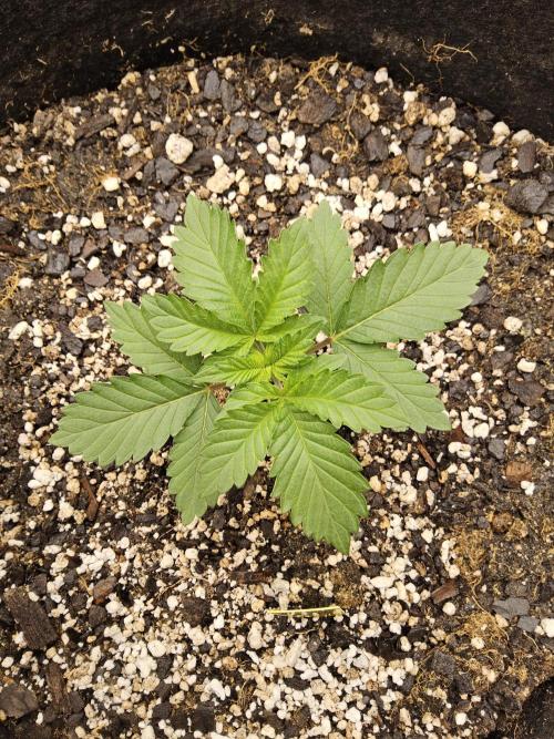 Mexican Sativa. Week 1