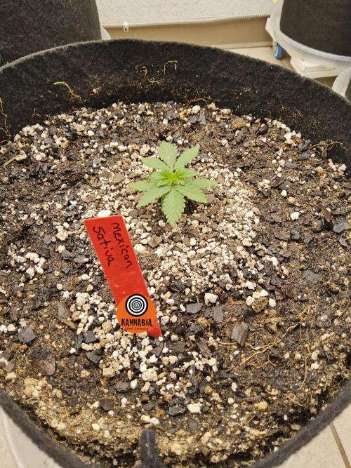 Mexican Sativa. Week 1