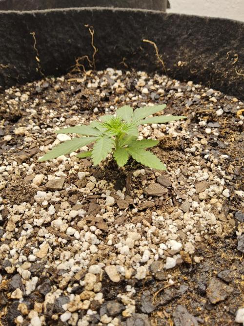 Mexican Sativa. Week 1