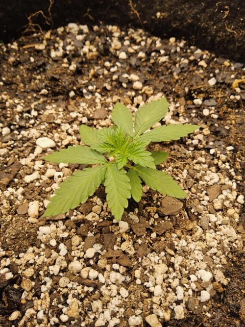 Mexican Sativa. Week 1