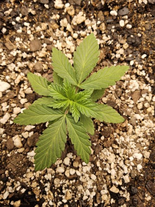 Mexican Sativa. Week 1