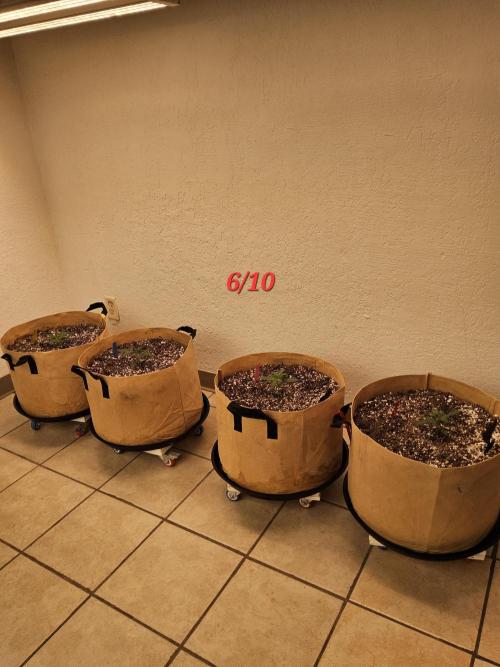 Mexican Sativa. Week 1