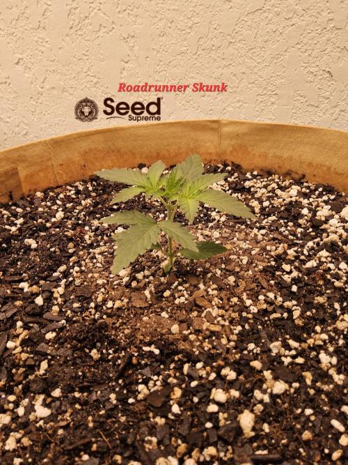 Supreme Roadrunner. Week 1