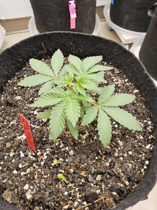 Mexican Sativa. Week 2
