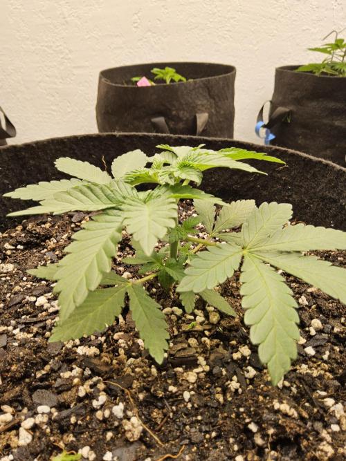 Mexican Sativa. Week 2