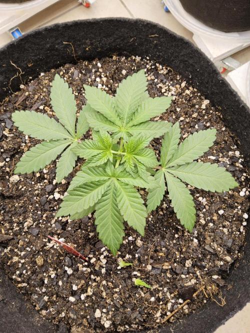 Mexican Sativa. Week 2