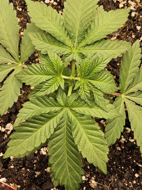 Mexican Sativa. Week 2