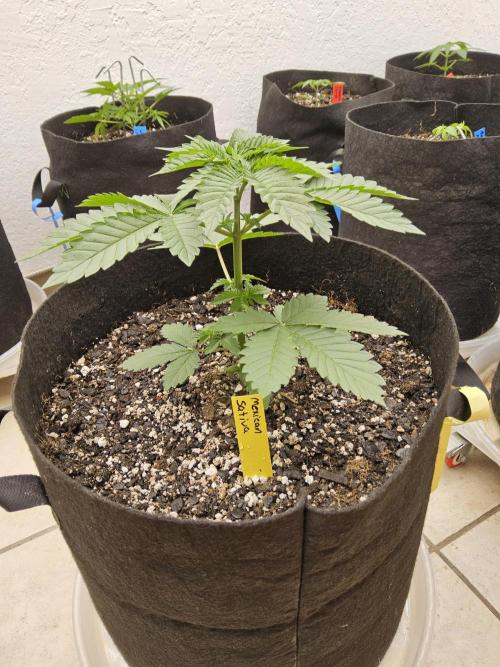 Mexican Sativa. Week 2