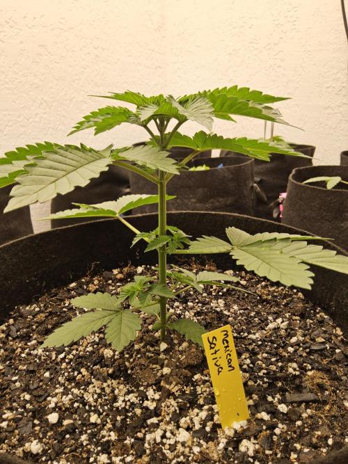 Mexican Sativa. Week 2