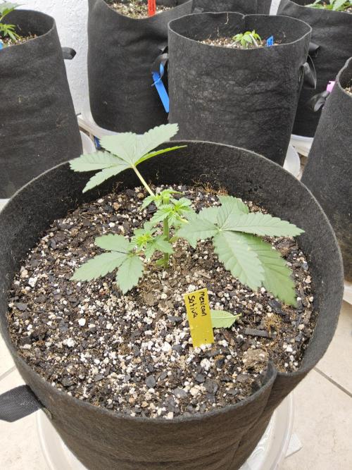 Mexican Sativa. Week 2