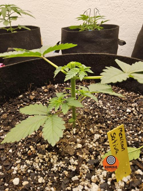 Mexican Sativa. Week 2