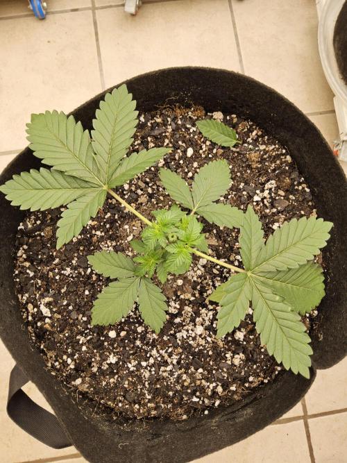 Mexican Sativa. Week 2