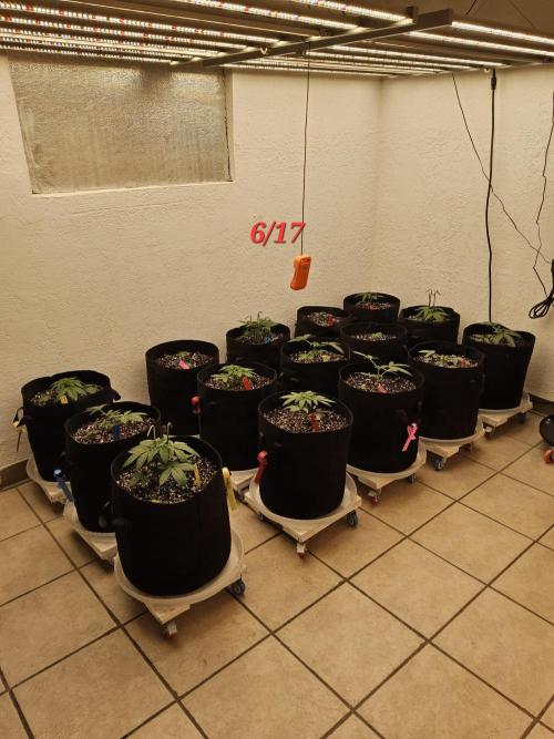 Mexican Sativa. Week 2