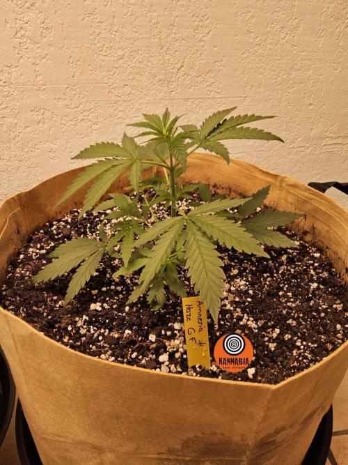 Amnesia go fast. Week 2