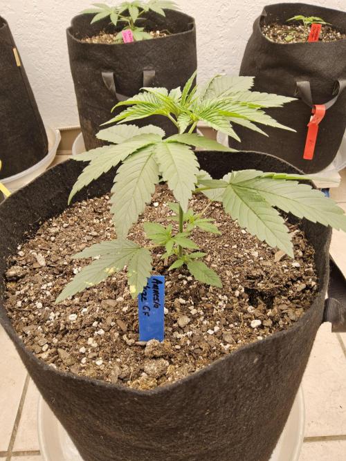 Amnesia go fast. Week 2