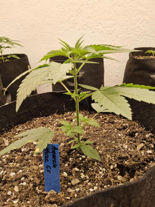 Amnesia go fast. Week 2