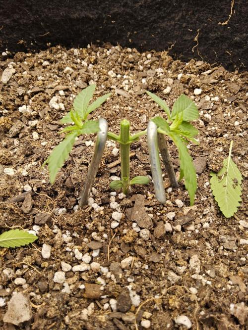 Amnesia go fast. Week 2