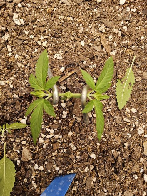 Amnesia go fast. Week 2