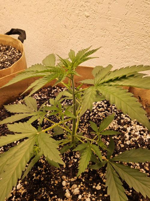 Amnesia go fast. Week 2