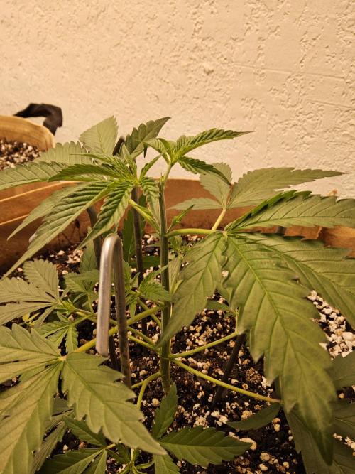 Amnesia go fast. Week 2