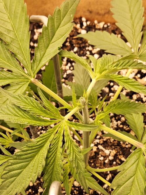 Amnesia go fast. Week 2