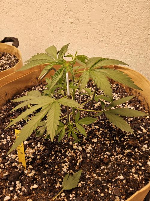 Amnesia go fast. Week 2