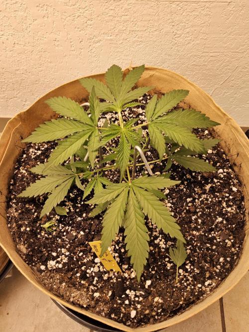 Amnesia go fast. Week 2