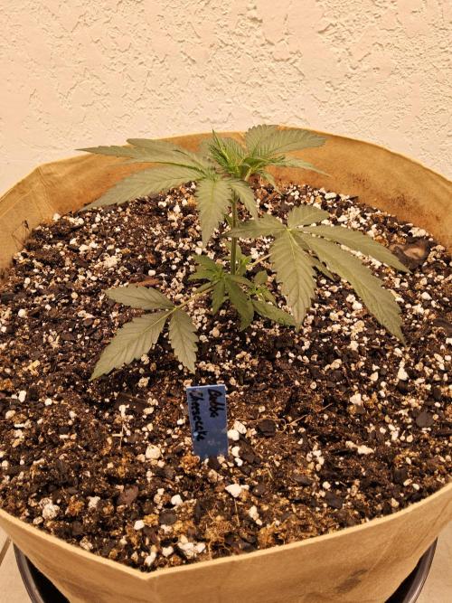 Bubba Seedsman. Week 2