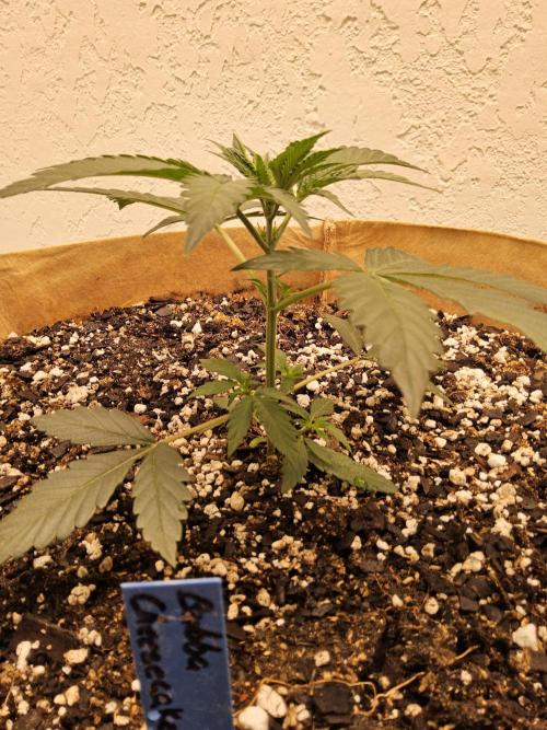 Bubba Seedsman. Week 2