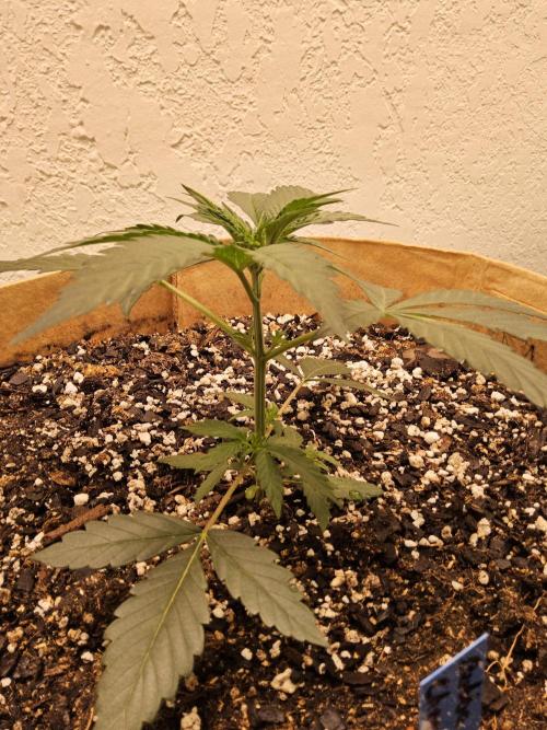 Bubba Seedsman. Week 2
