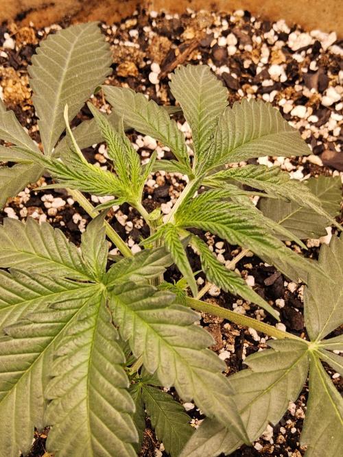 Bubba Seedsman. Week 2