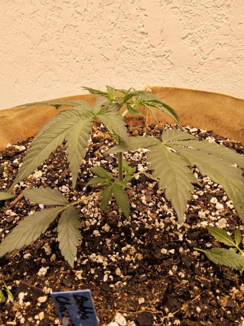 Bubba Seedsman. Week 2
