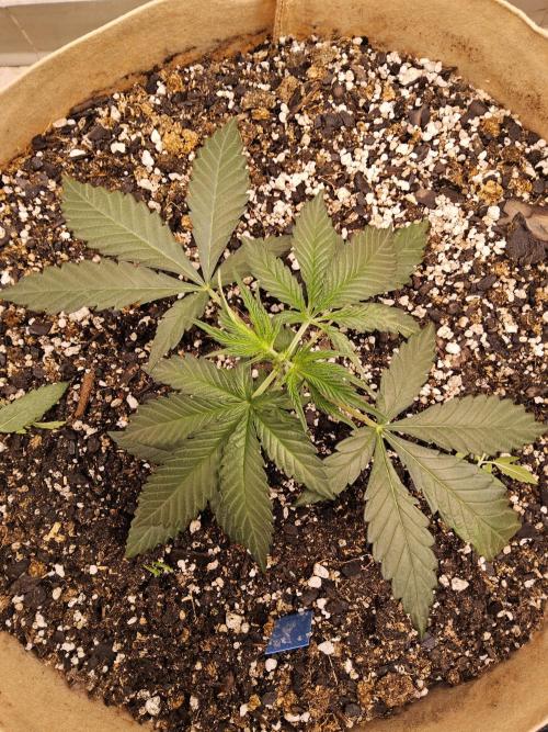 Bubba Seedsman. Week 2