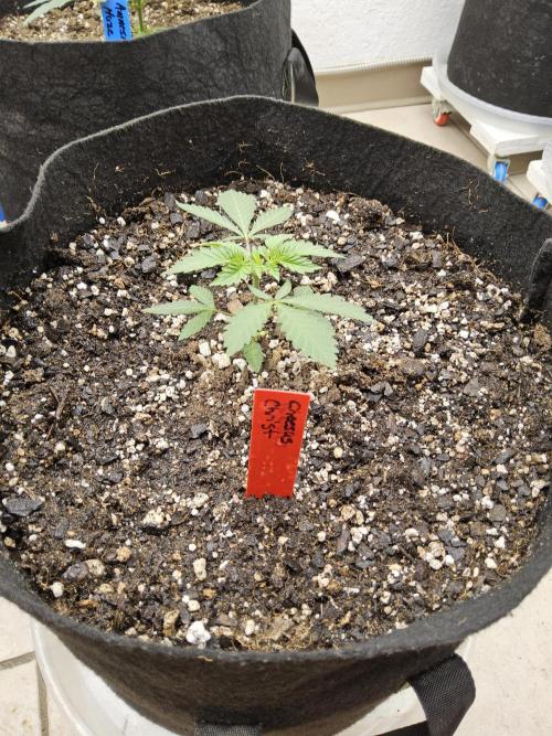 Regrow of Cheesus. Week 2