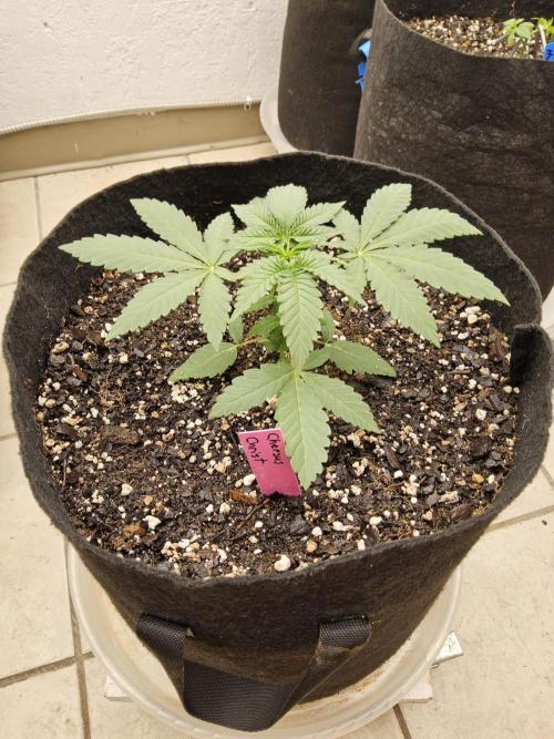 Regrow of Cheesus. Week 2